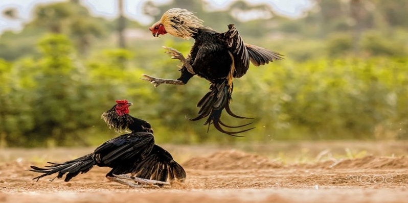 Chuyên mục đá gà siêu hấp dẫn