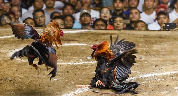 Kiến thức tổng quan về đá gà Nohu